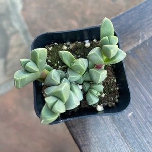 May include: A small, green succulent plant in a square black plastic pot. The plant has thick, triangular leaves and a reddish stem. The pot is filled with soil and small white stones. The plant is on a wooden surface.