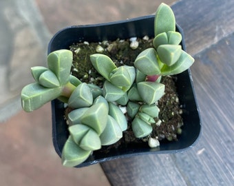 Beautiful in 2'' pot Corpuscula Lehmannii---Ice Plant By THE SUCCULENT KISS.