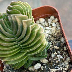 May include: A small, green succulent plant with stacked, fan-shaped leaves. The plant is in a small, brown plastic pot filled with soil and small white pebbles. The leaves have a slightly frosted appearance.