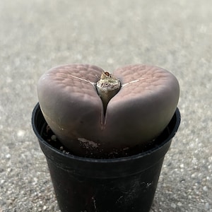 May include: A small succulent plant in a black plastic pot. The plant has two rounded, fleshy leaves in shades of purple and brown. The plant is set against a grey concrete background. The leaves have a split down the middle.