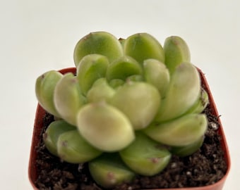 Echeveria green grape