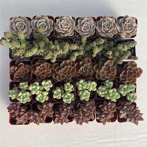 Op de afbeelding: Een bovenaanzicht van diverse vetplanten in kleine, vierkante bruine potten. De vetplanten tonen een scala aan kleuren, van stoffig roze tot diep bordeauxrood en lichtgroen. De opstelling staat op een witte ondergrond.