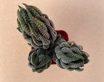 2” Haworthia coarctata