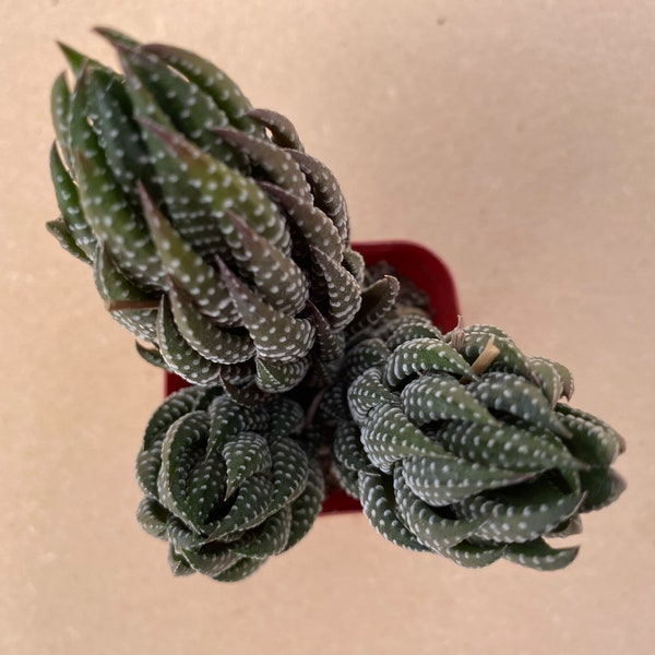 2” Haworthia coarctata