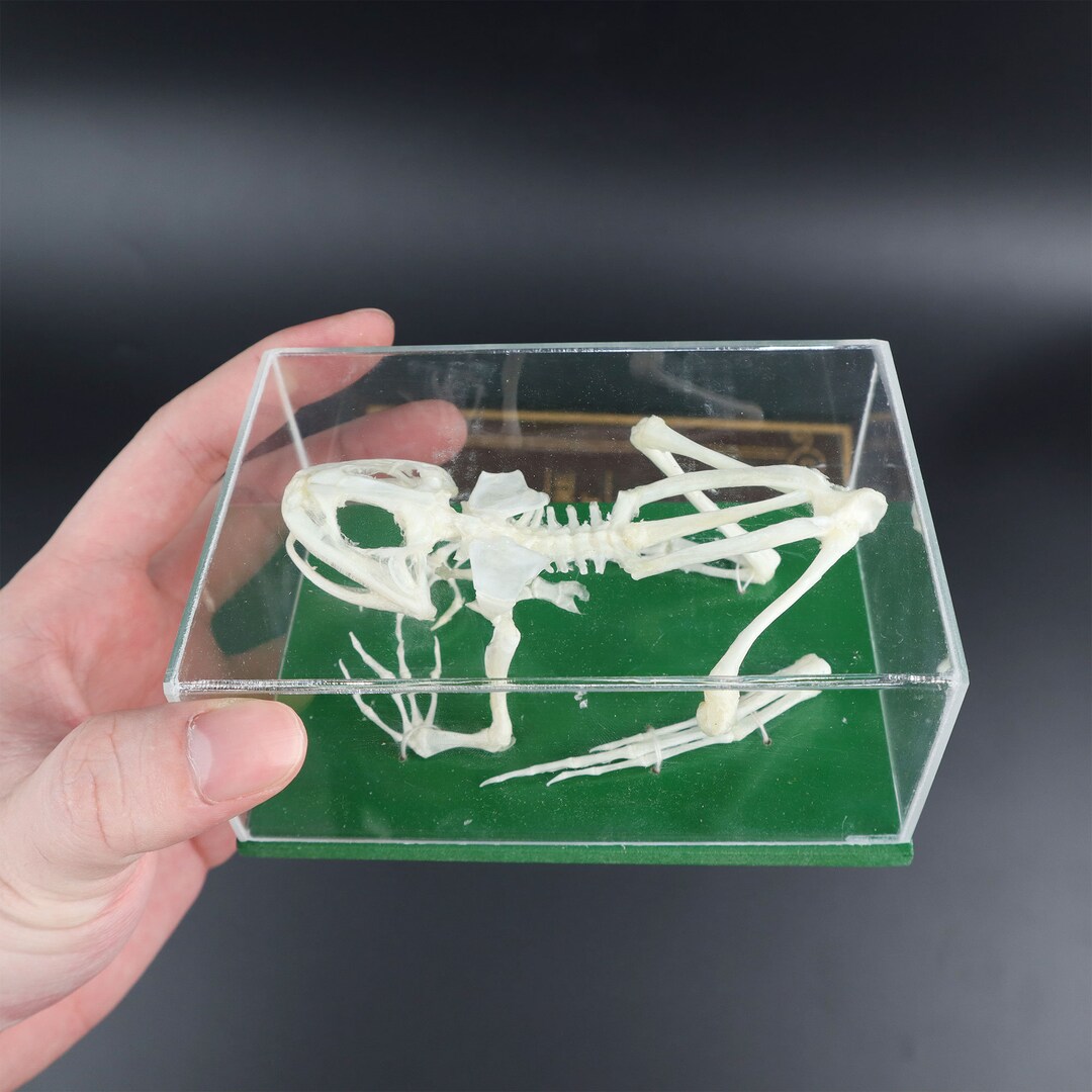 Real Taxidermy Frog Skeleton Real Frog Skeleton Frog Bone - Etsy