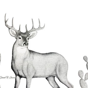 Dibujo de grafito de Buck de cola blanca en el sur de Texas
