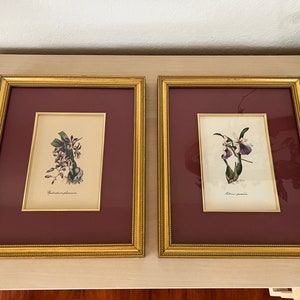 Vintage orchid prints in gilded frames
