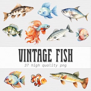 Fish Clipart Bundle, Vintage Fish, Fishing Illustrations, Sea fish, Nautical Clipart, Ocean PNG, Digital Instant Download, Commercial Use