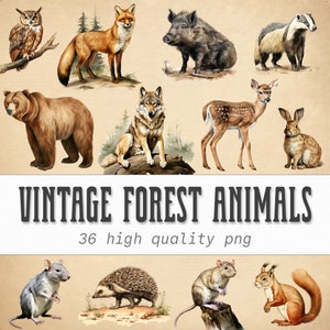 Vintage bosdieren clipart bundel, aquarel bos png, herten, vos, beer, eekhoorn, uil, wolf, konijn illustraties, digitale download