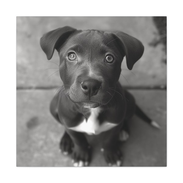 Canine Noir, Black and White Canvas Images, Dog, Puppies, Ilford, Photography, Art, Wall Posting, Monochrome, Veterinarian, Pitbull