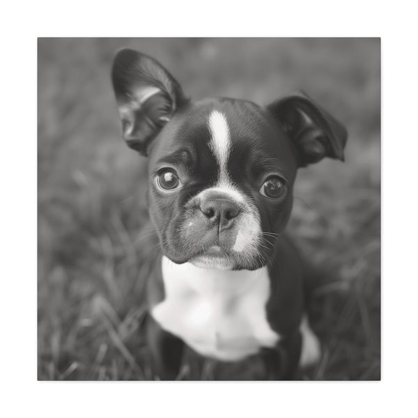 Canine Noir, Black and White Canvas Images, Dog, Puppies, Ilford, Photography, Art, Wall Posting, Monochrome, Veterinarian, Boston Terrier
