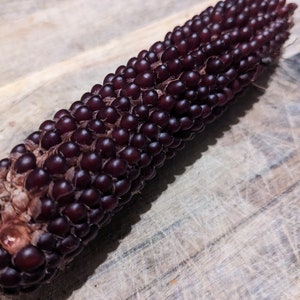 25 seeds per pack, Heirloom Red Corn, Blue corn, Strawberry Corn Seeds, Popcorn Strawberry mays Ruby Red Corn, Blue Popcor Seeds