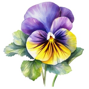 Può includere: Un dipinto ad acquerello di un fiore di viola del pensiero viola e giallo con foglie verdi.