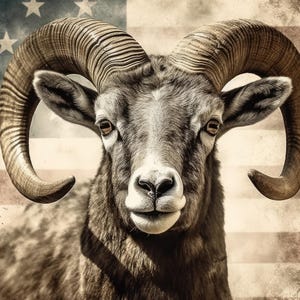 May include: A close-up of a brown and gray bighorn sheep with large curled horns. The sheep is in front of a faded American flag.
