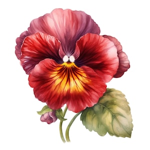 Può includere: Un dipinto ad acquerello di un singolo fiore di viola del pensiero rosso con accenti gialli e viola. Il fiore è in fiore e ha una foglia verde.