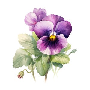 Può includere: Dipinto ad acquerello di un fiore di viola con foglie verdi. La viola ha un centro giallo e un bordo bianco.