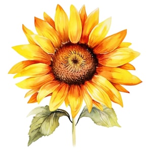 Könnte beinhalten: Ein Aquarellbild einer Sonnenblume mit gelben Blütenblättern und einer braunen Mitte. Die Sonnenblume hat grüne Blätter und einen Stiel.