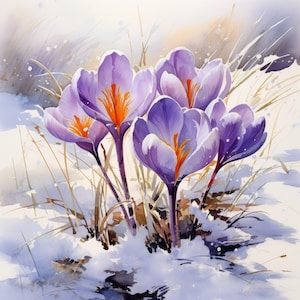 Könnte beinhalten: Ein Aquarellbild von lila Krokusblüten, die im Schnee blühen. Die Blüten befinden sich in verschiedenen Blühstadien, einige sind vollständig geöffnet, andere noch geschlossen. Der Schnee ist hellblau und der Hintergrund ist ein sanftes Weiß.