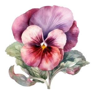 May include: A watercolour painting of a single pink and purple pansy flower with green leaves.