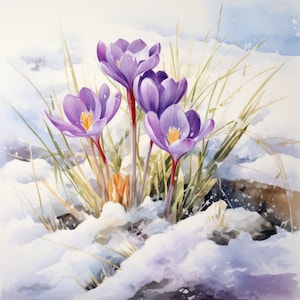 Könnte beinhalten: Lilafarbene Krokusse blühen im Schnee. Die Blüten haben zarte Blütenblätter und gelbe Zentren. Der Schnee ist weiß und flauschig.