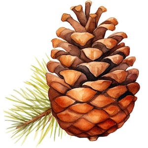 Può includere: Un dipinto ad acquerello di una pigna marrone con aghi di pino verdi. La pigna è dettagliata con tonalità marroni e arancioni.