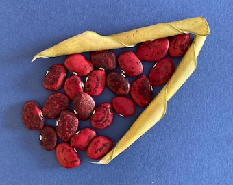 Nasiona fasoli lima Burning Ember (Red Calico)