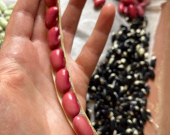 Nasiona fasoli heirloom – odmiana ‘Zargana de Nestos’