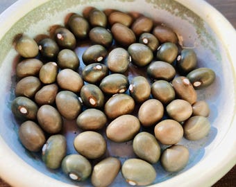 Nasiona fasoli heirloom – odmiana ‘Fort Portal Jade’