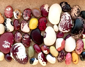 Mix of seeds of 15 different heirloom bean varieties