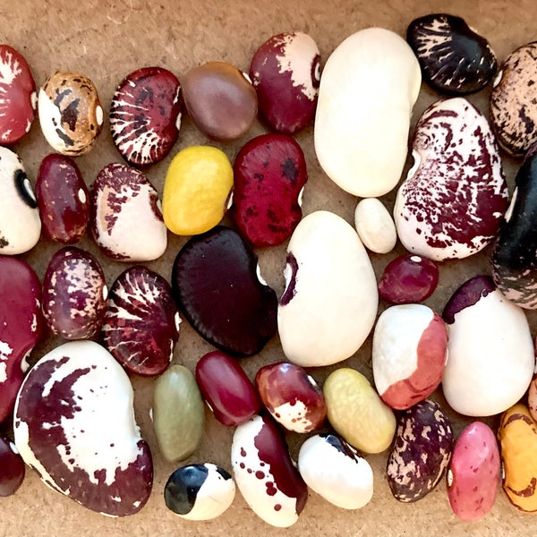Mix of seeds of 15 different heirloom bean varieties
