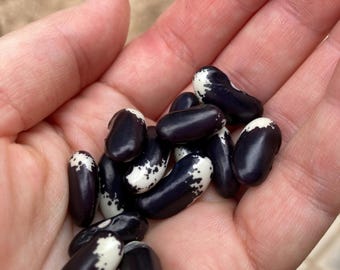 Nasiona fasoli heirloom – odmiana ‘Magpie’