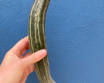 Ogórek Radżastański Arya (C. Melo) – odporny na upały i suszę