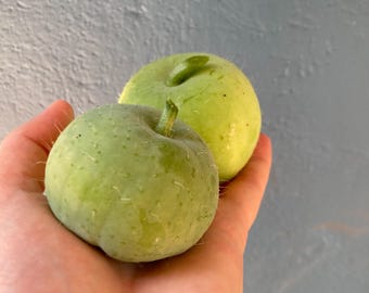 Tykwa Tinda/Nasiona tykwy jabłkowej (Benincasa przetoki)