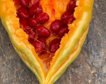 Nasiona gorzkiej tykwy (jasnozielone) - Momordica charantia