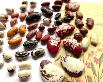 Mieszanka 8 różnych odmian fasoli heirloom.