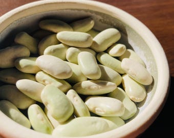 Nasiona fasoli heirloom – odmiana ‘Travelling Green’