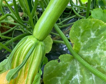Aehobak - nasiona cukinii koreańskiej (moschata)