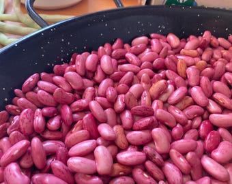 Nasiona fasoli heirloom – odmiana ‘Hagnauer Rot’