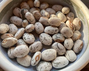 Nasiona fasoli heirloom – odmiana „Canadian Wild Goose”