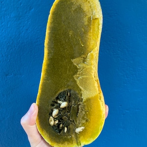 Grönfröiga ayote-pumpafrön (C. Moschata)