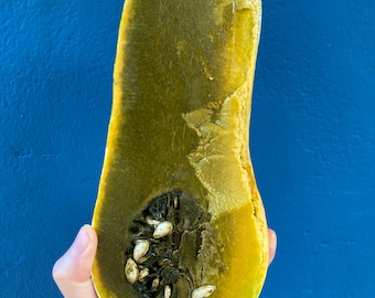 Nasiona dyni ayote o zielonym miąższu (C. Moschata)