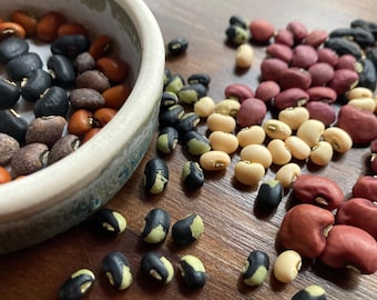 Mieszanka fasoli Vigna unguiculata (Surprise Rainbow) – odporna na upały i suszę