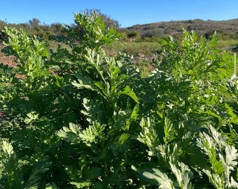 Chryzantemy zielone (shunguki) - nasiona