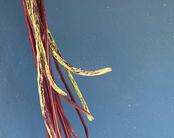 Fasola makaronowa (Vigna unguiculata)