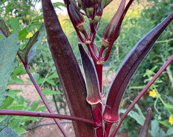 Nasiona okry czerwonej