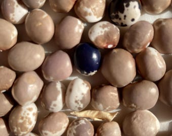 Nasiona fasoli heirloom – odmiana ‘Bernardo’s Blue and White’