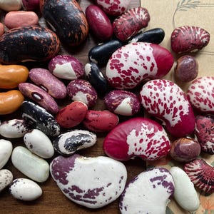 Mix of 15 different heirloom bean varieties