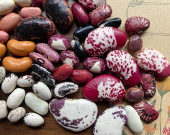 Mieszanka 15 różnych odmian fasoli heirloom