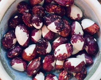 Nasiona fasoli heirloom – odmiana ‘Lucie’