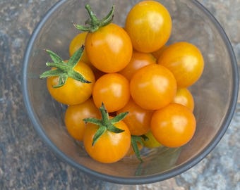 Nasiona pomidorów z Galapagos (Solanum cheesmaniae)